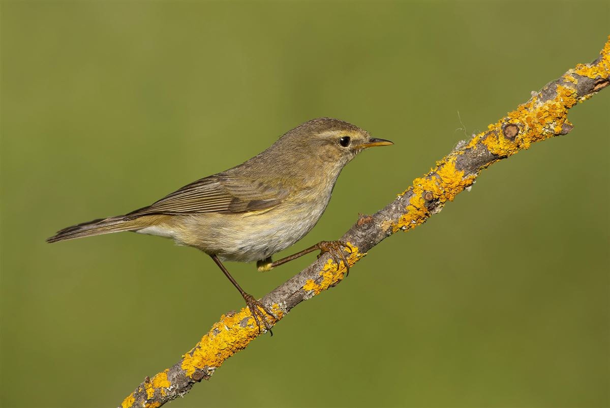 Common Chiffchaff