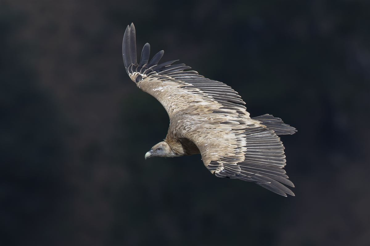 Griffon Vulture