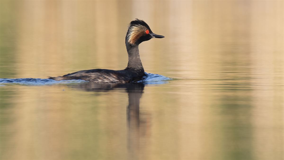 Black-necked Grebe
