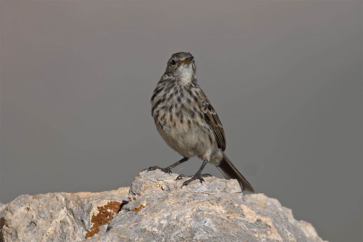 Water Pipit