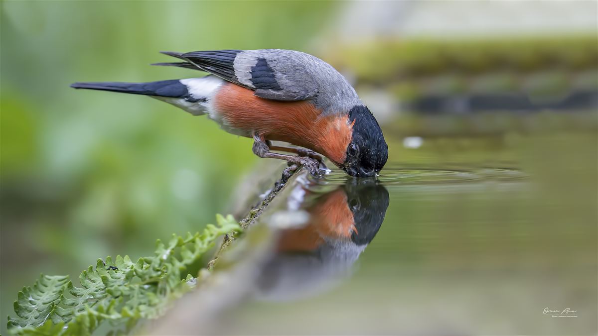 Eurasian Bullfinch