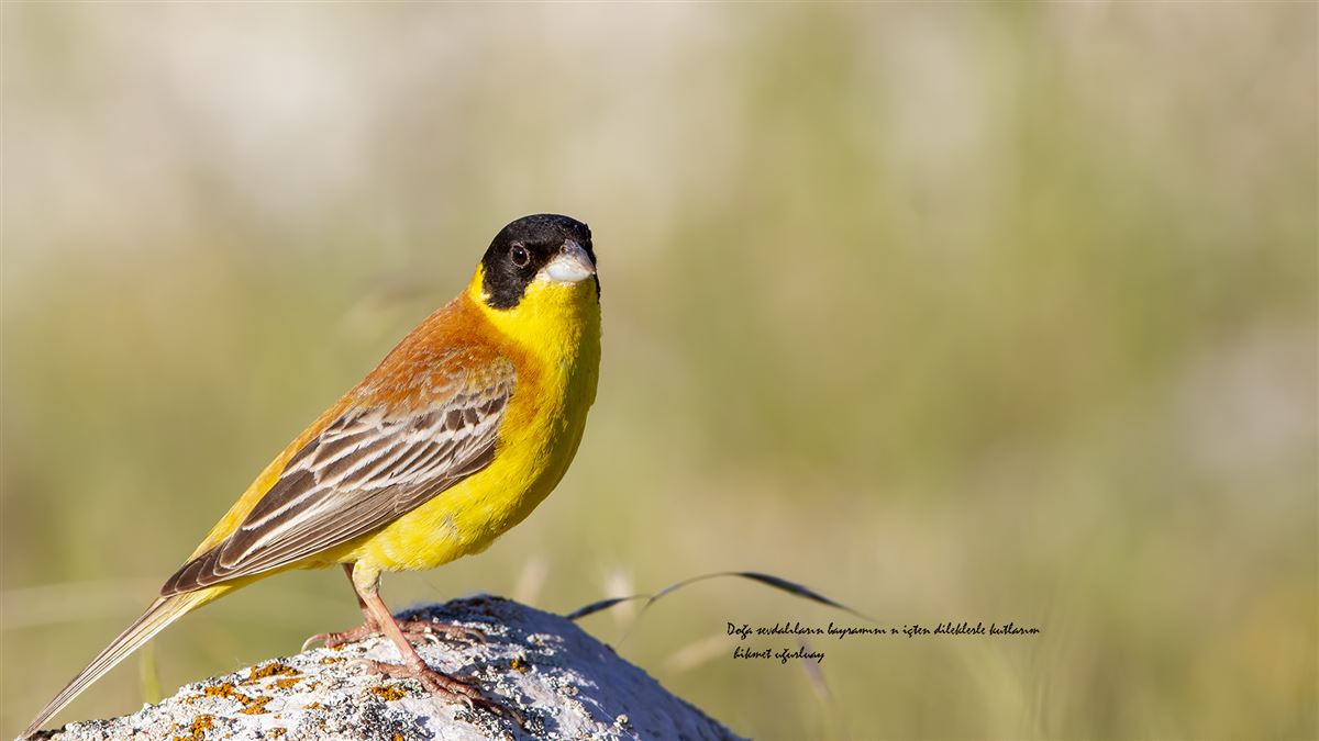 Black-headed Bunting