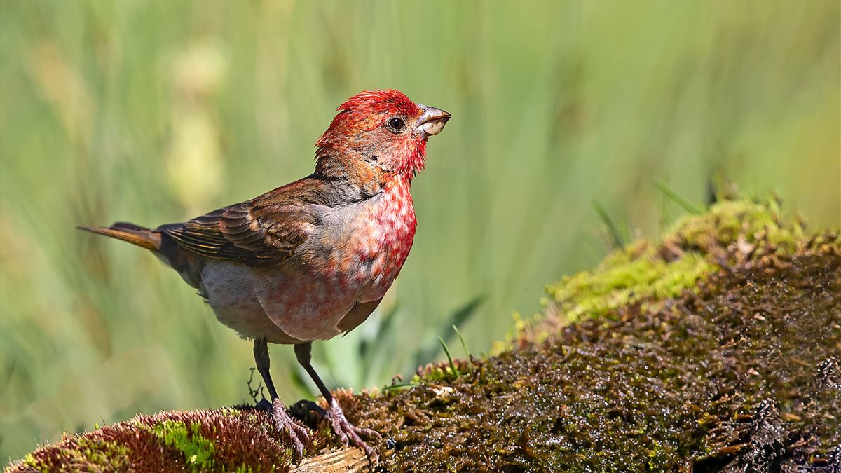 Common Rosefinch