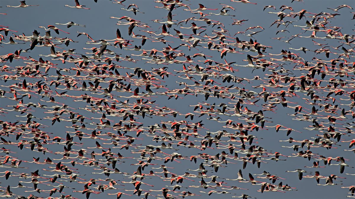 Flamingo