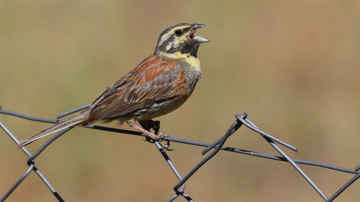 Cirl Bunting