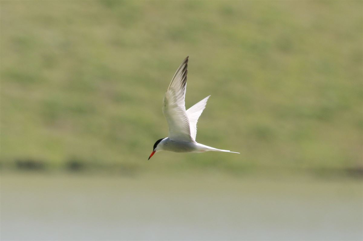Common Tern