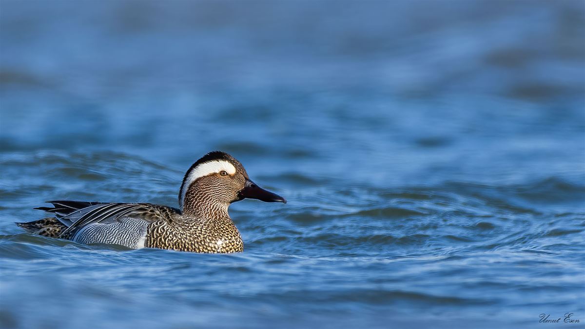 Garganey