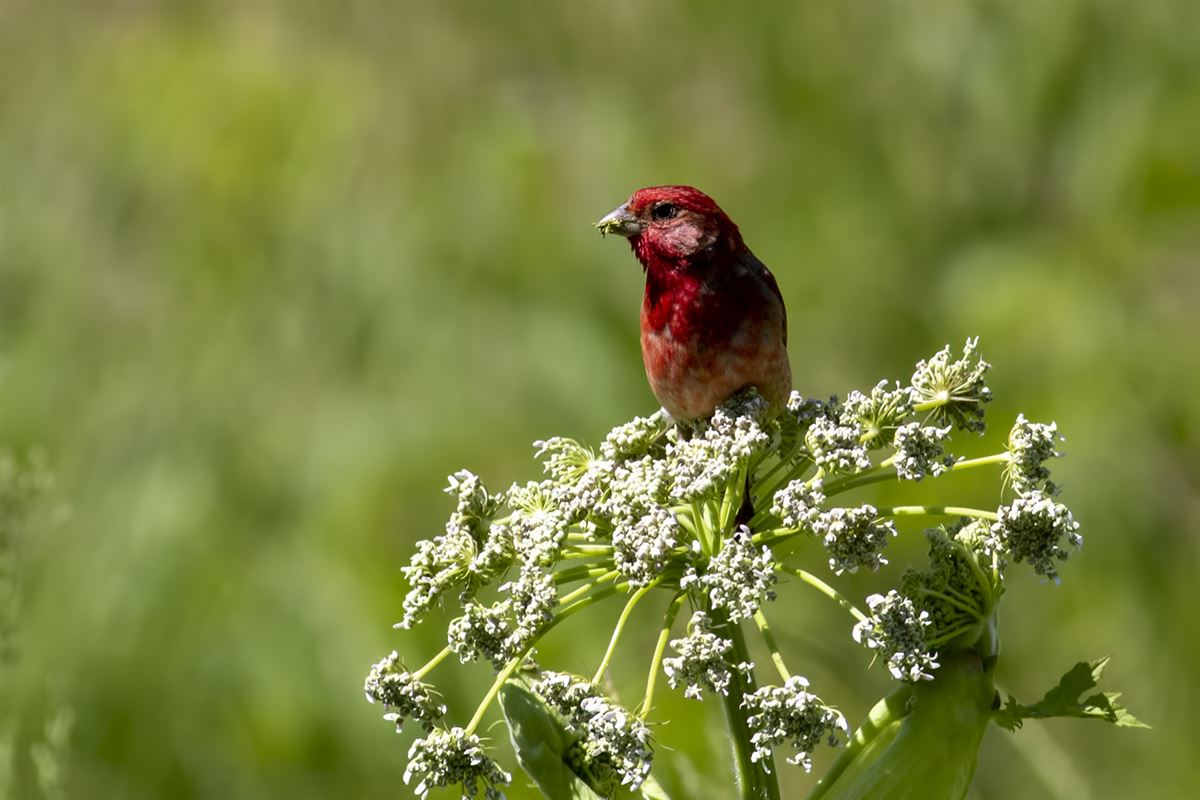 Common Rosefinch