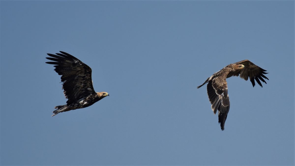 Eastern Imperial Eagle