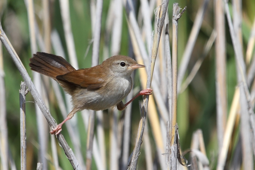 Cetti`s Warbler