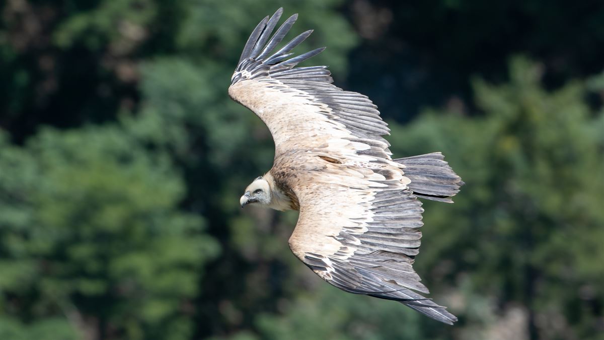 Griffon Vulture