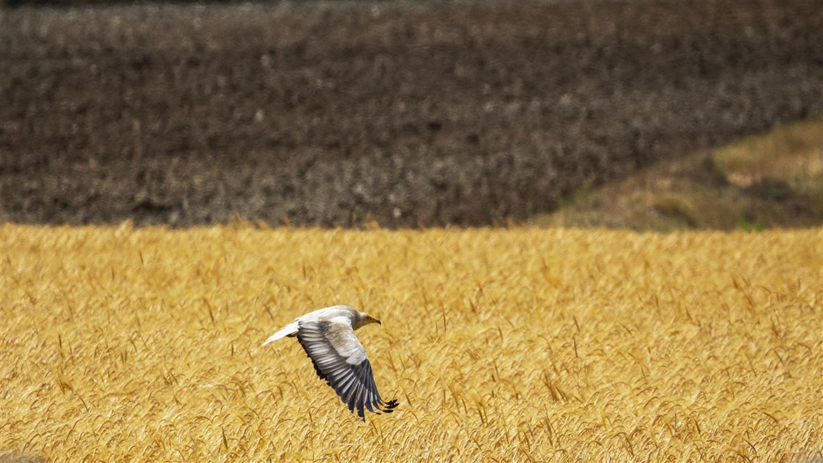 Egyptian Vulture