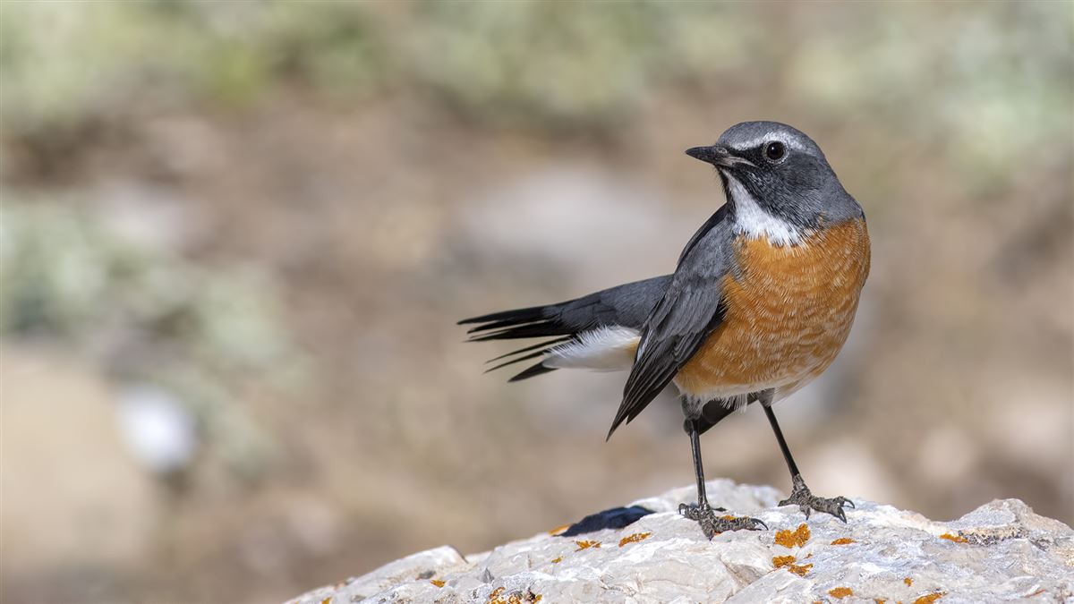 White-throated Robin
