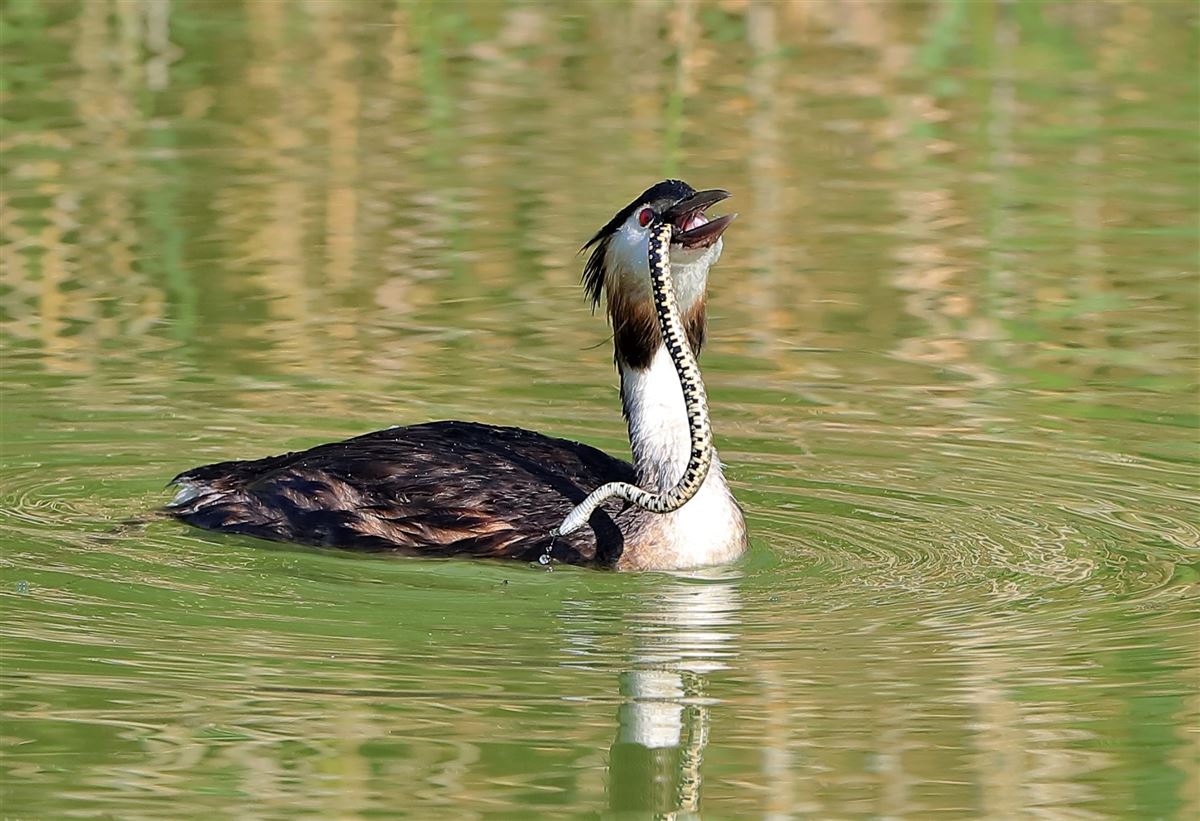 Great Crested Grebe