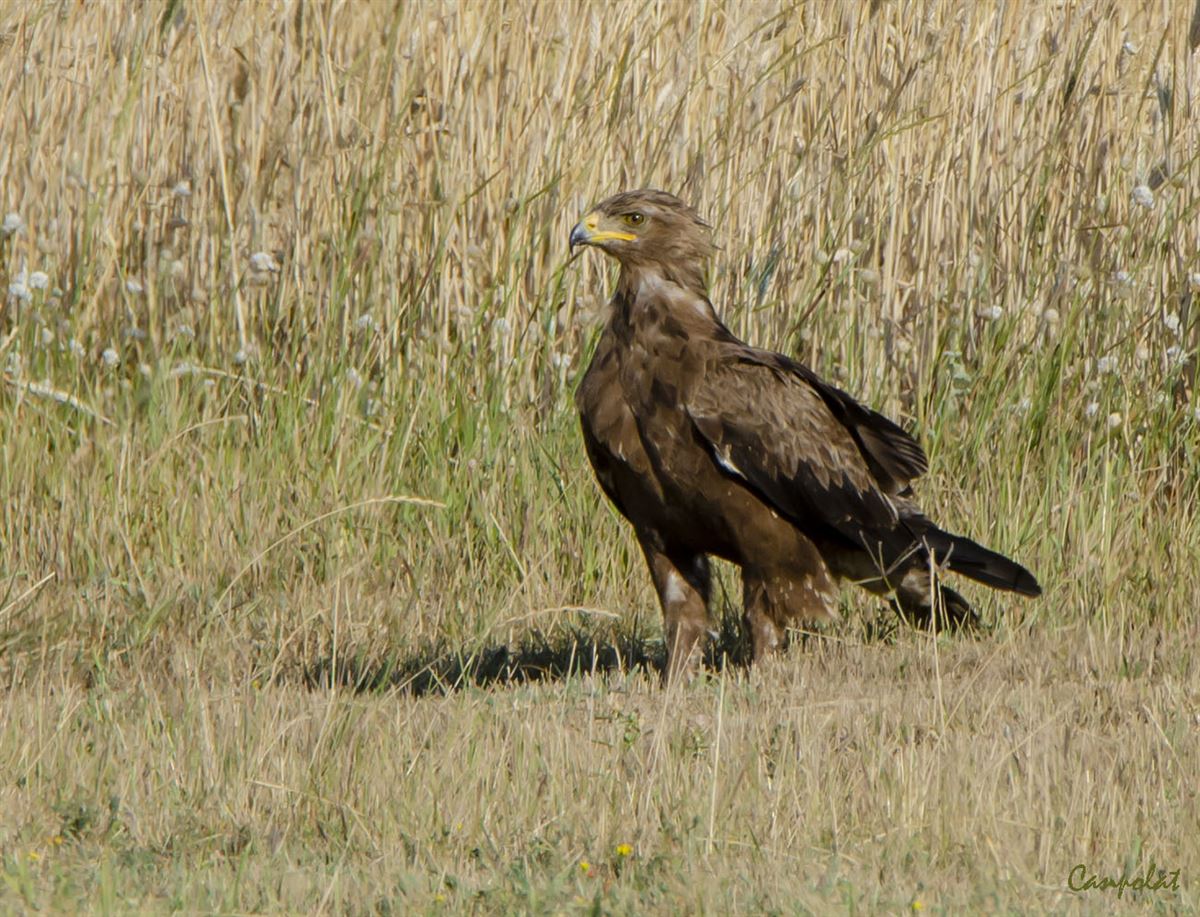 Golden Eagle