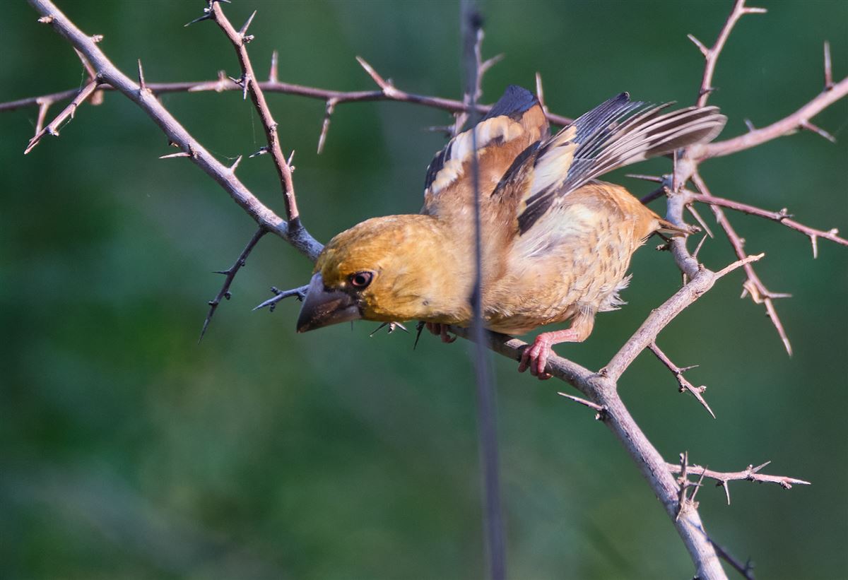 Hawfinch