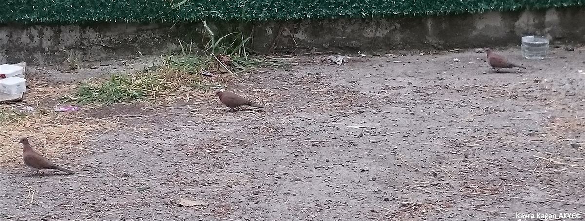 Laughing Dove