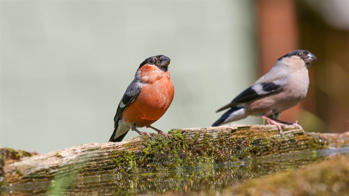 Eurasian Bullfinch