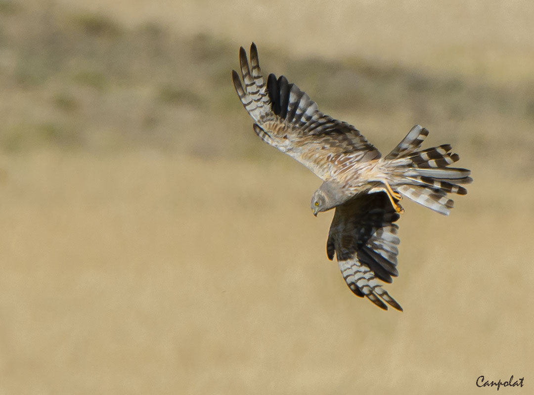 Montagu`s Harrier