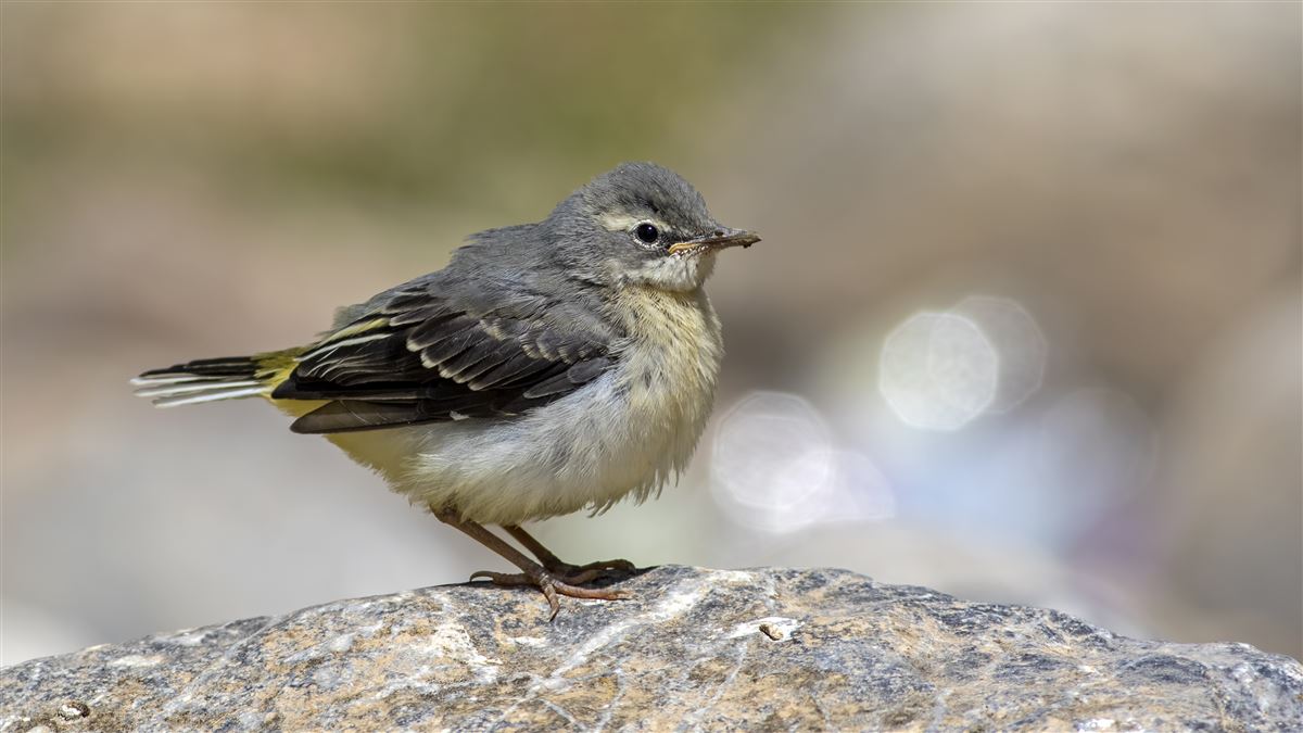 Grey Wagtail