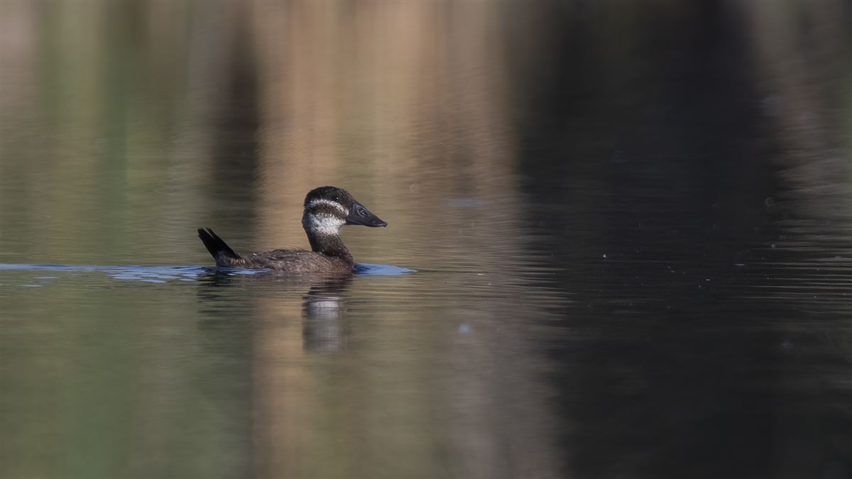 White-headed Duck