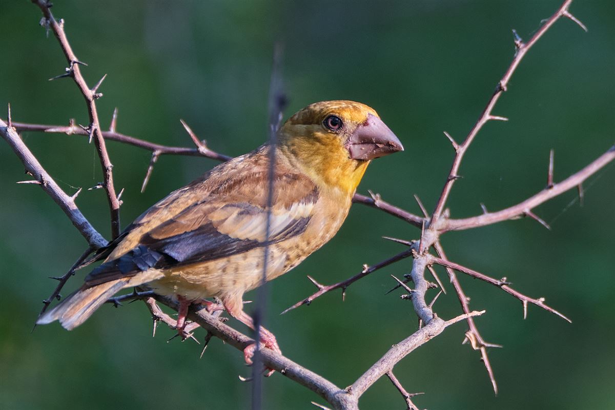 Hawfinch