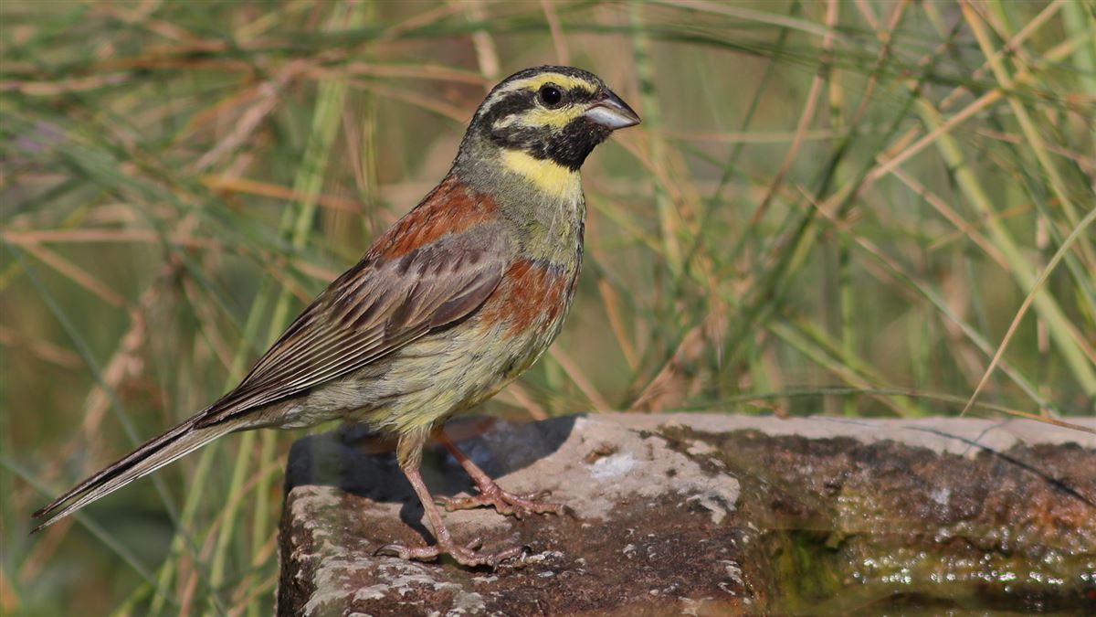 Cirl Bunting