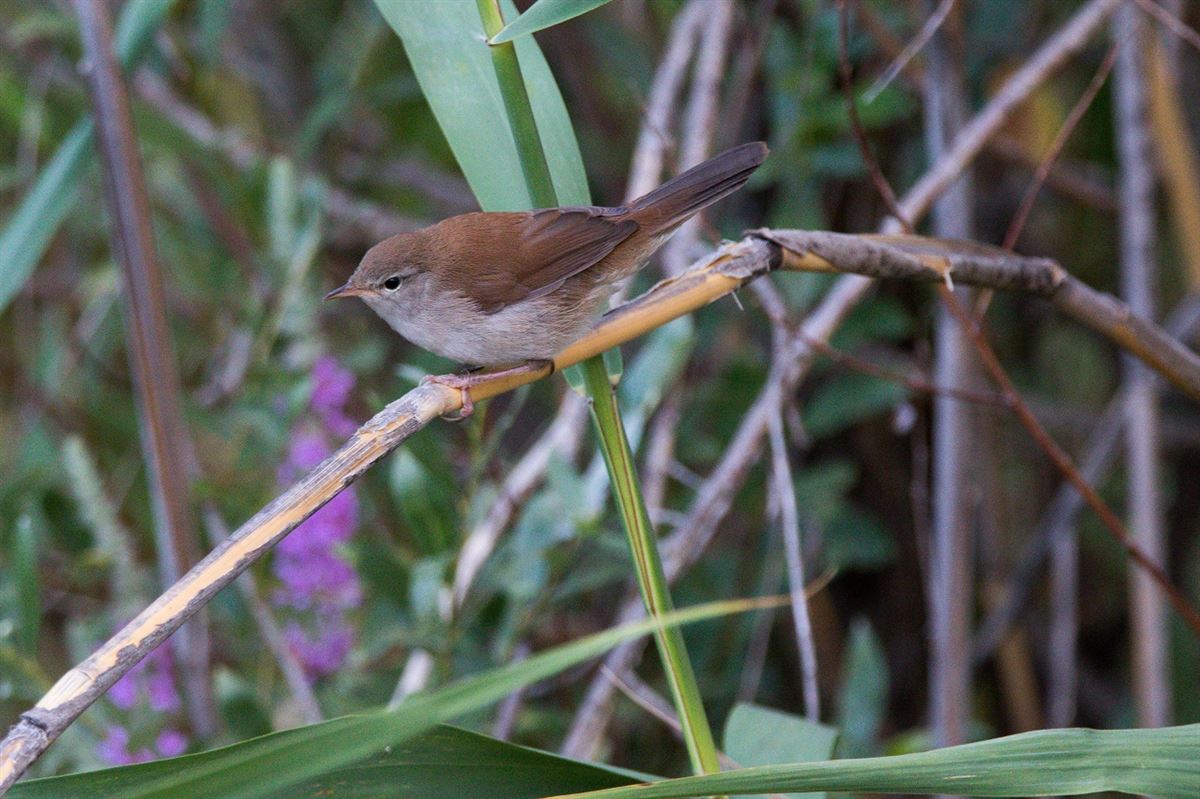 Cetti`s Warbler