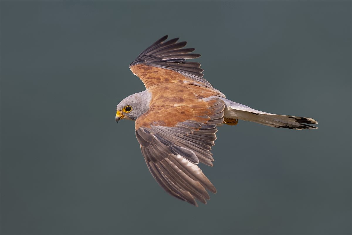 Lesser Kestrel