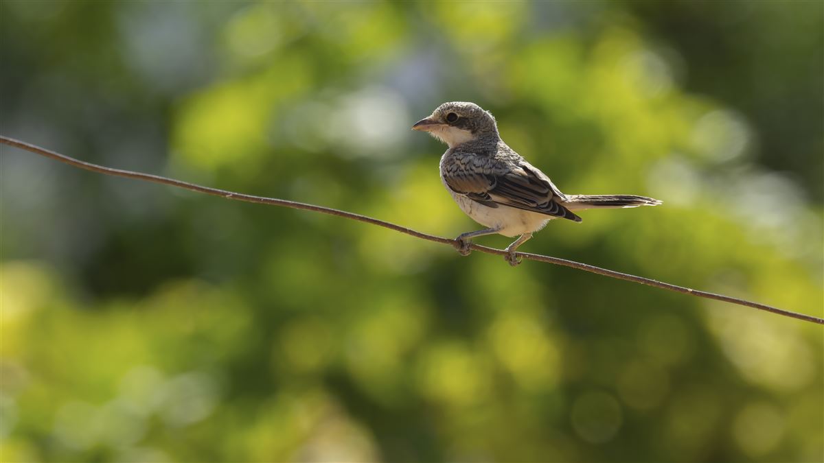 Woodchat Shrike