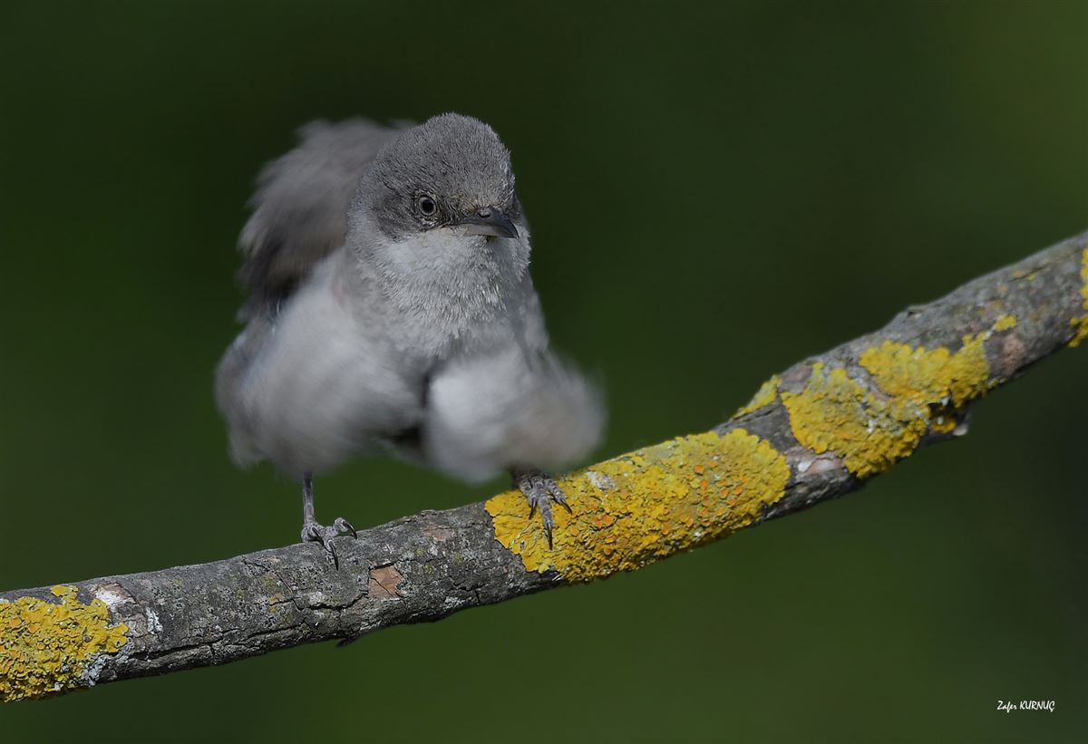 Eastern Orphean Warbler