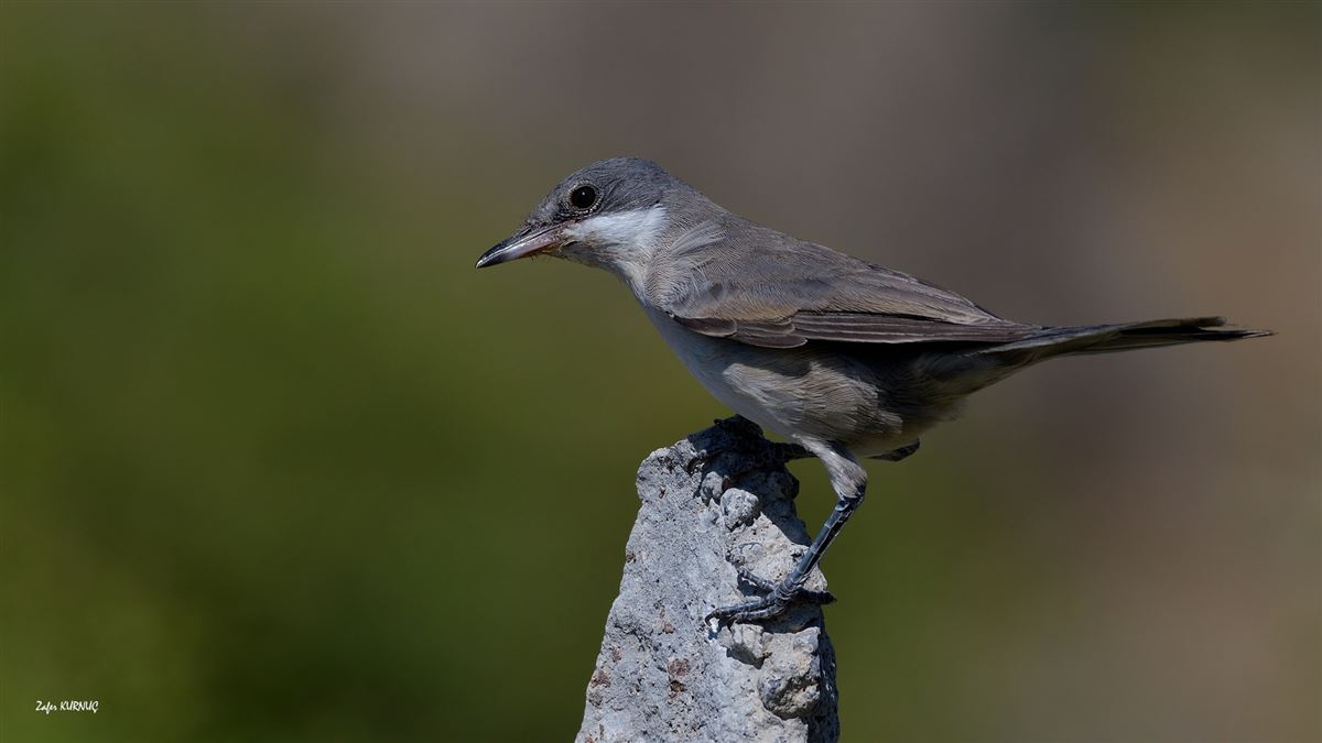 Eastern Orphean Warbler