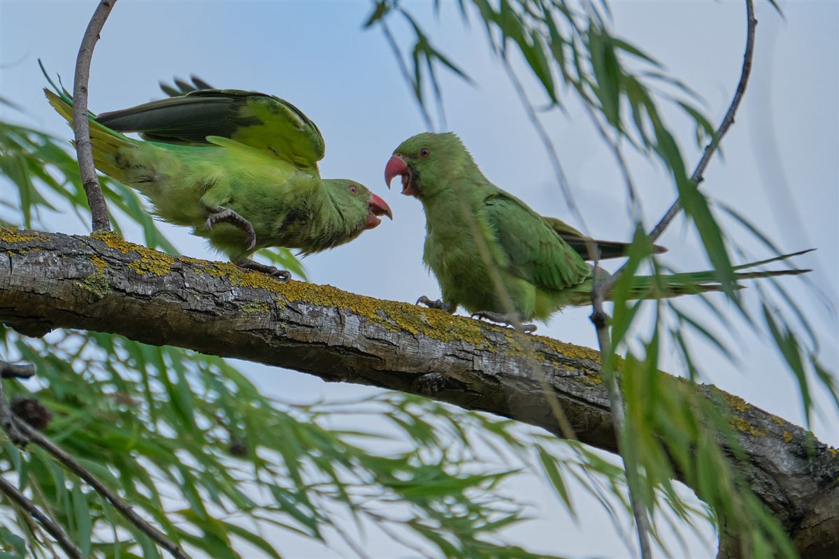 Rose-ringed Parakeet