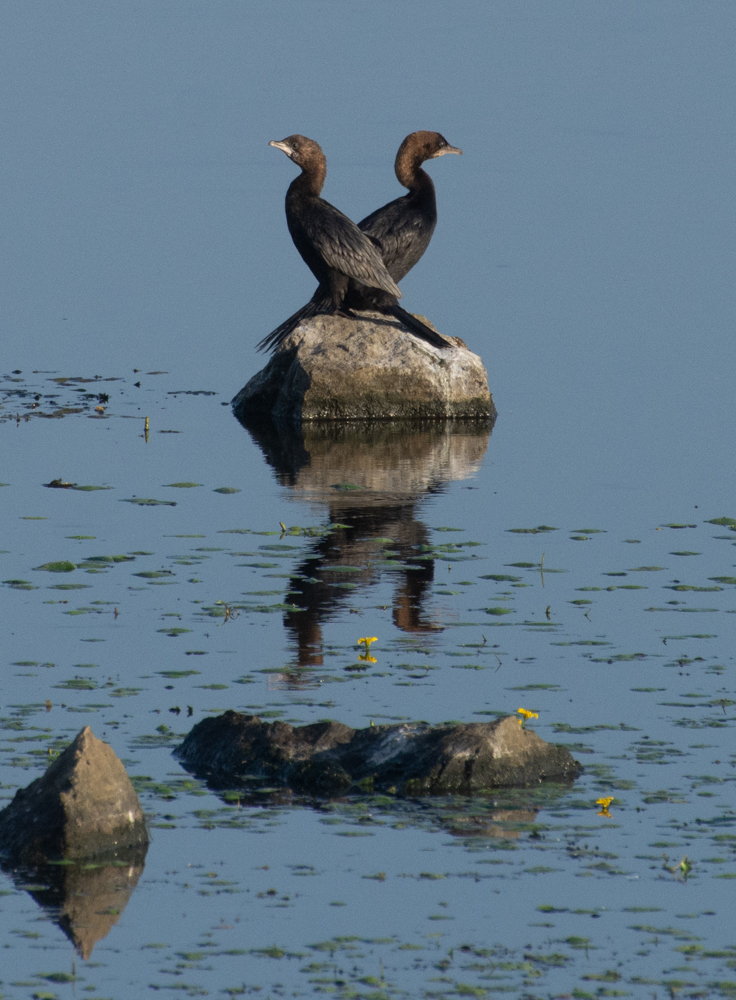 Pygmy Cormorant
