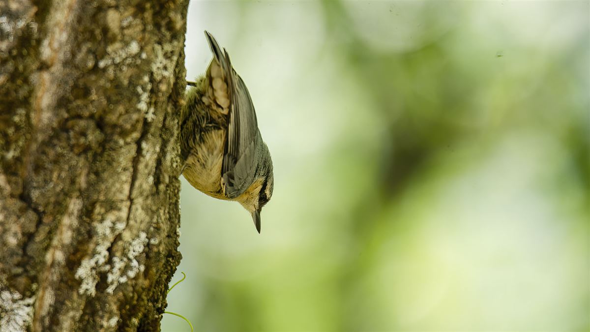 Eurasian Nuthatch