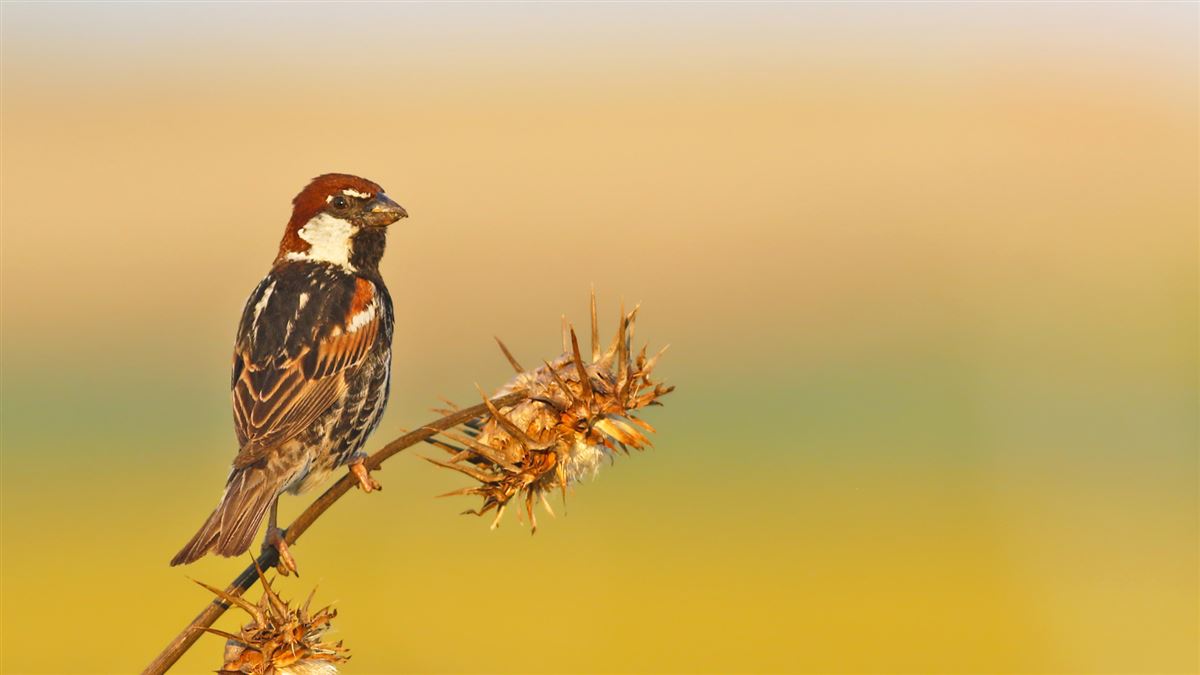 Spanish Sparrow