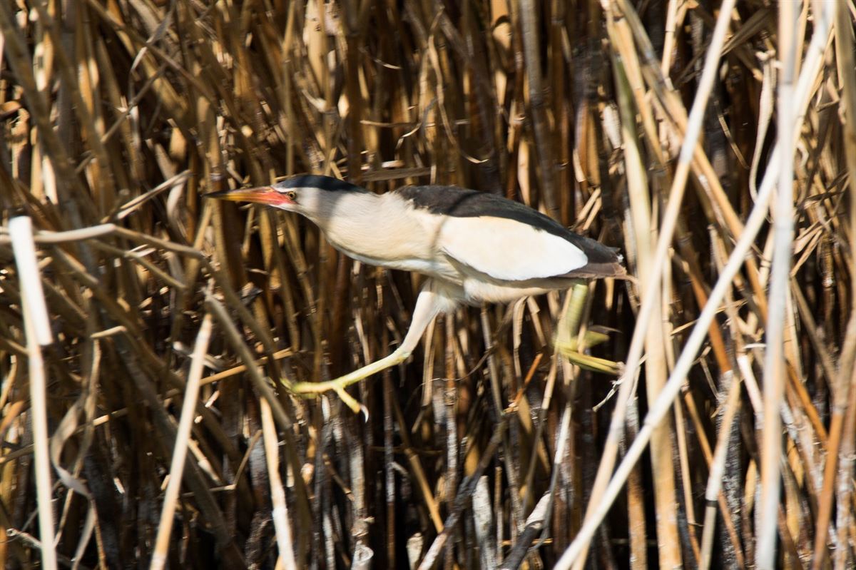 Little Bittern