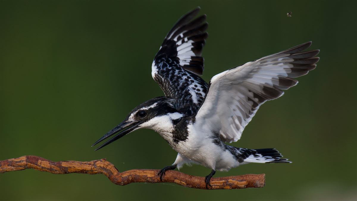 Pied Kingfisher