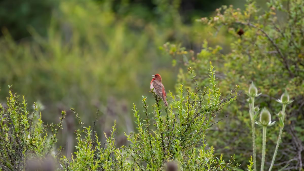 Common Rosefinch