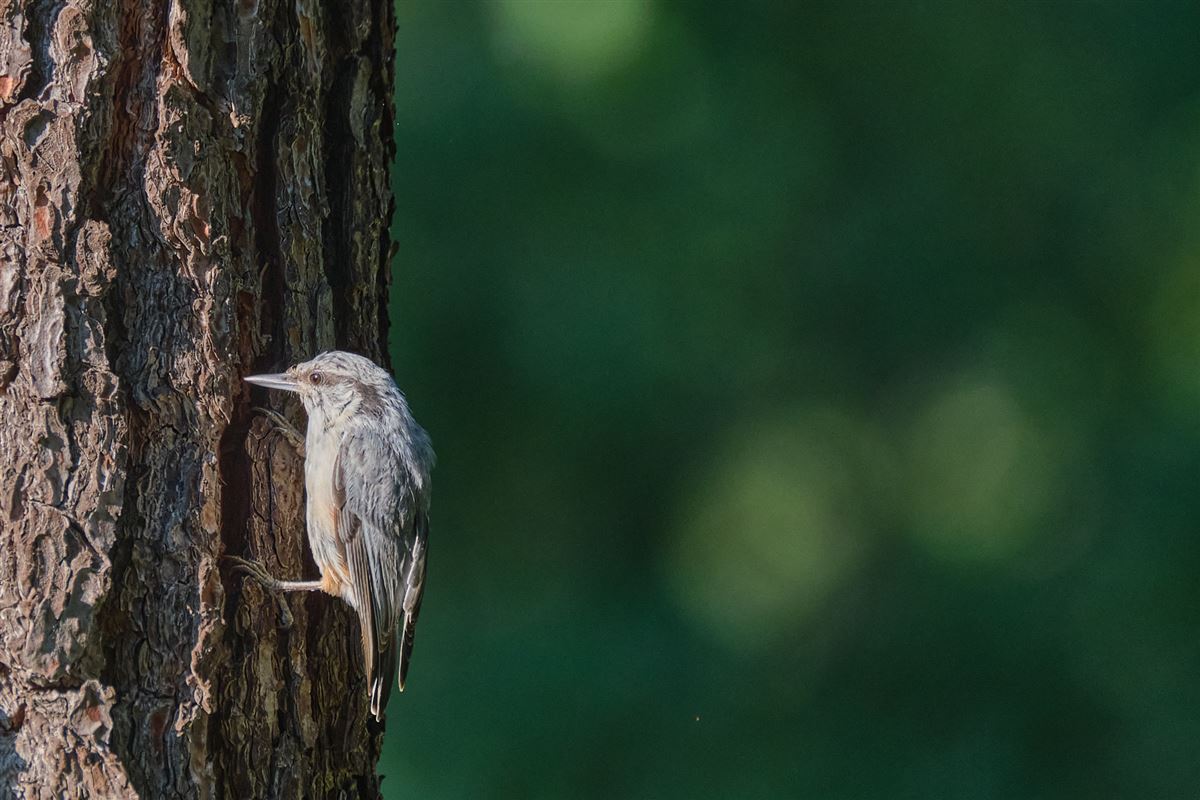 Eurasian Nuthatch