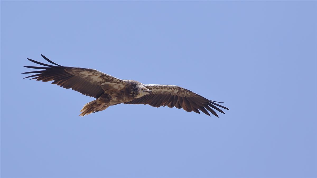 Egyptian Vulture