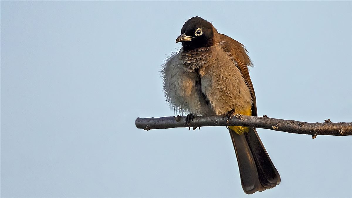 White-spectacled Bulbul