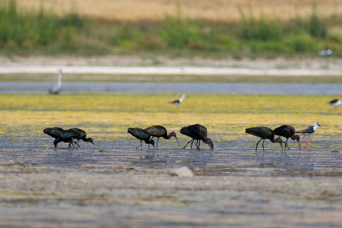 Glossy Ibis