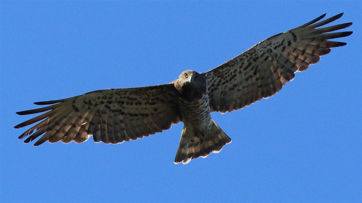 Short-toed Snake Eagle