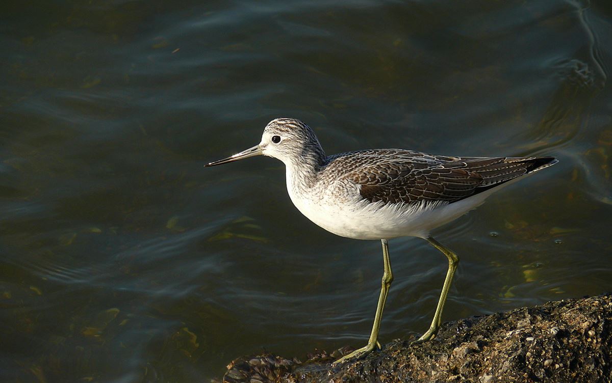 Common Greenshank
