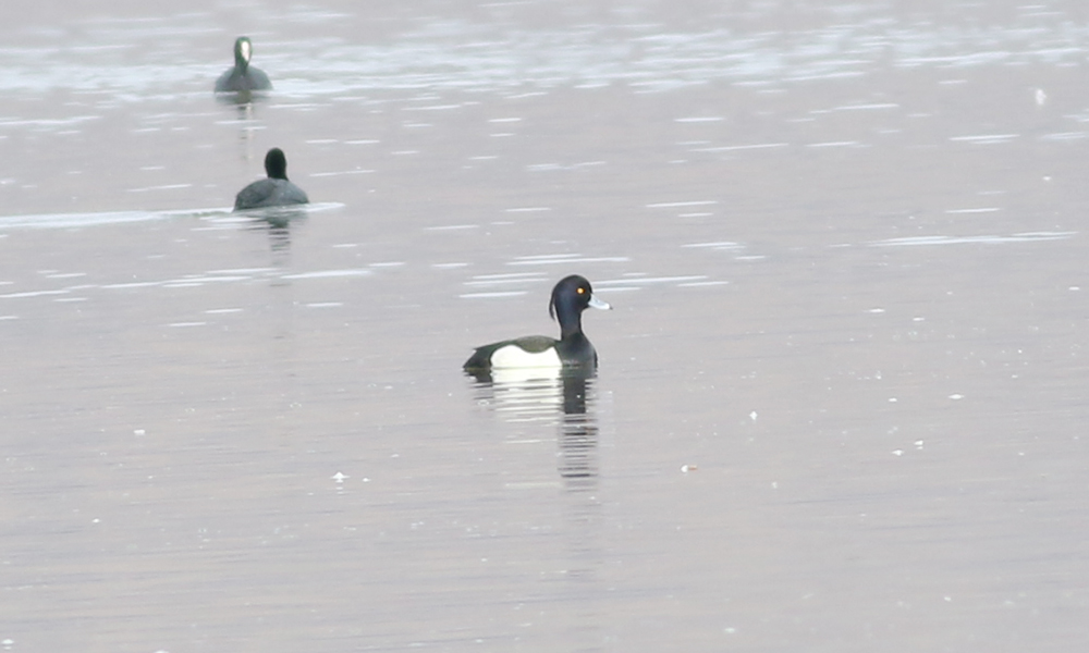 Tufted Duck