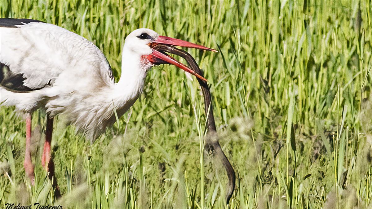 White Stork