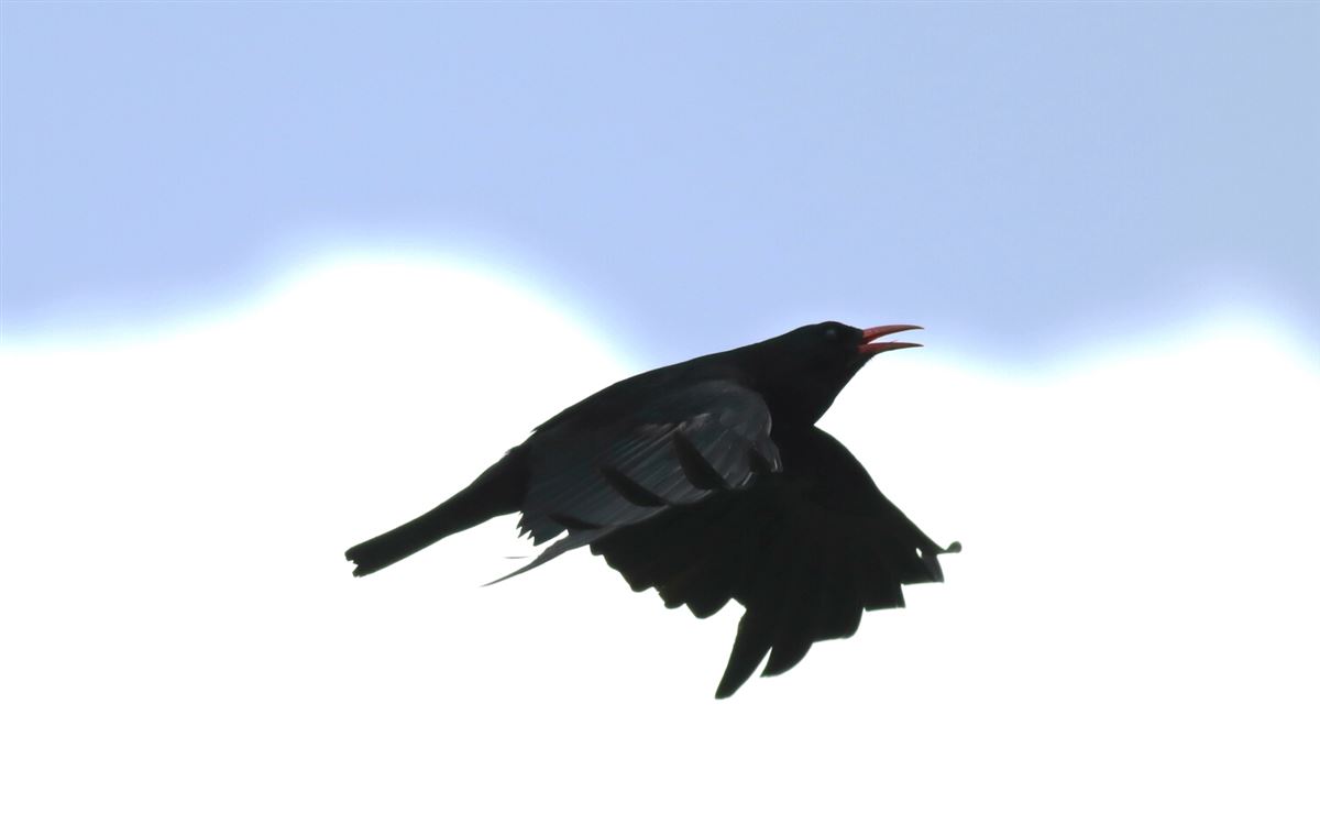 Red-billed Chough