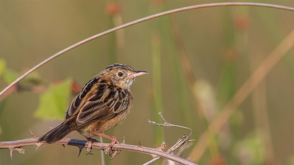 Zitting Cisticola