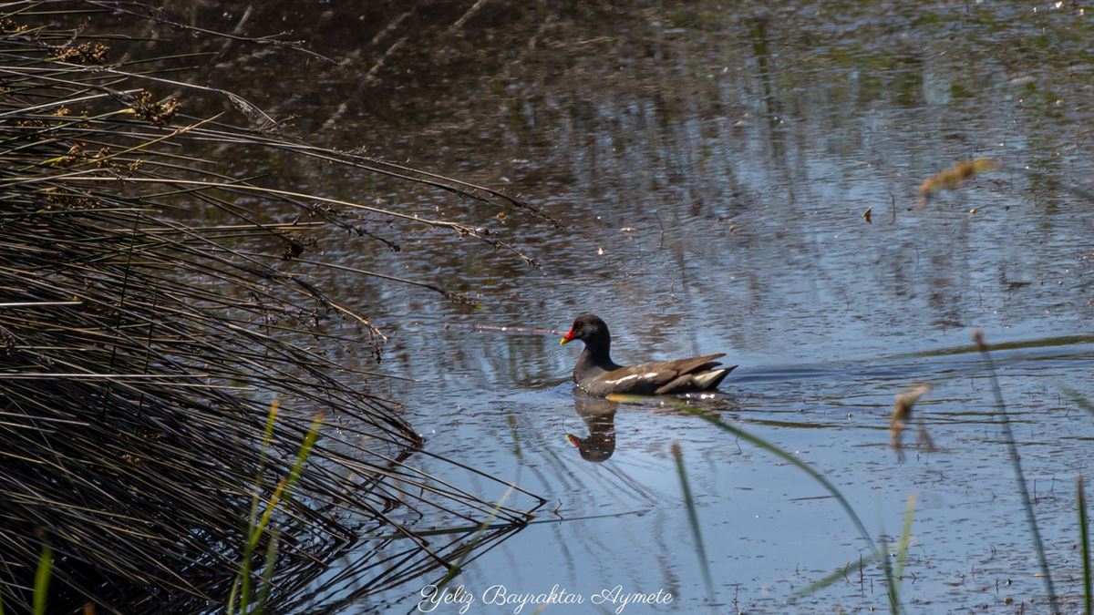 Common Moorhen